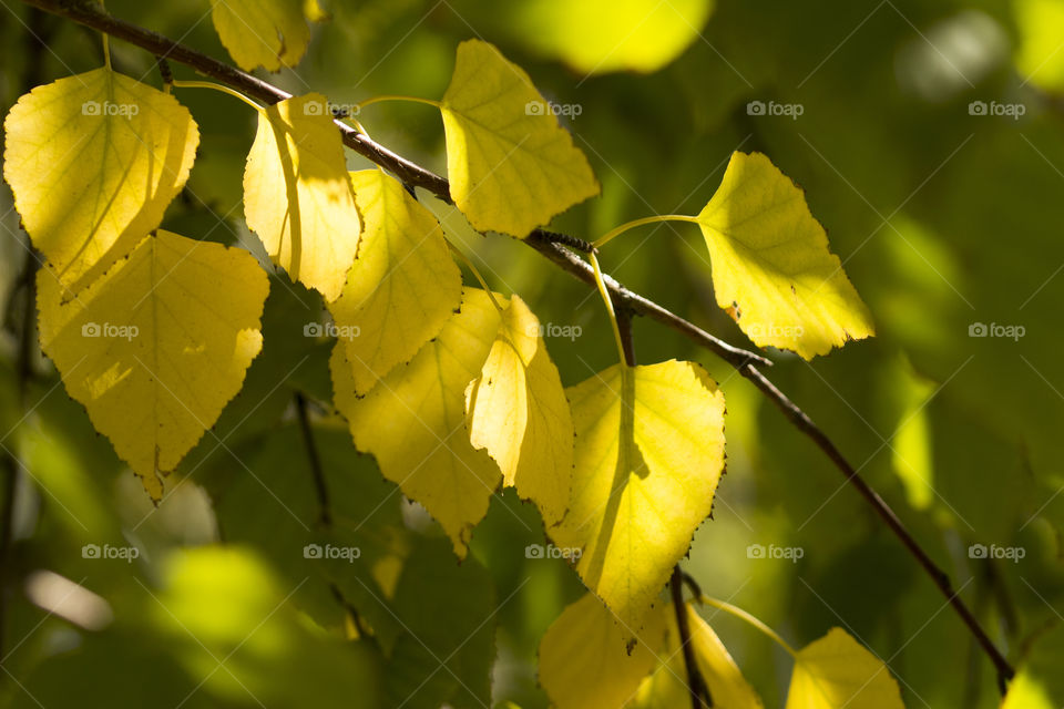 first sign of autumn- yellow autumn leaves on a blurred green background.