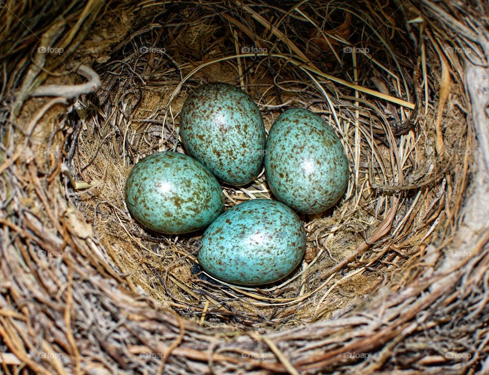 Blue eggs on a nest