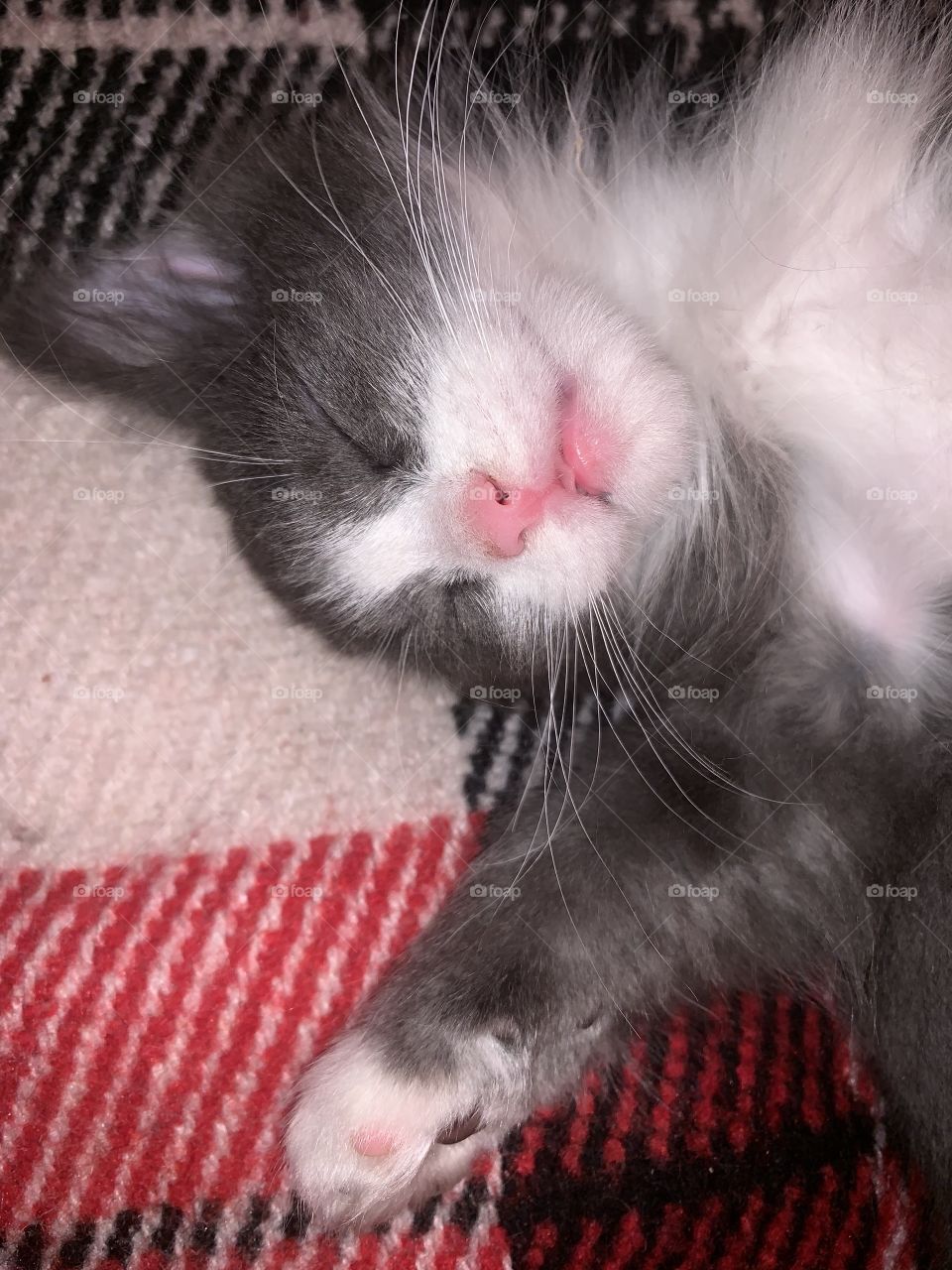 sweet sleep after a hearty meal