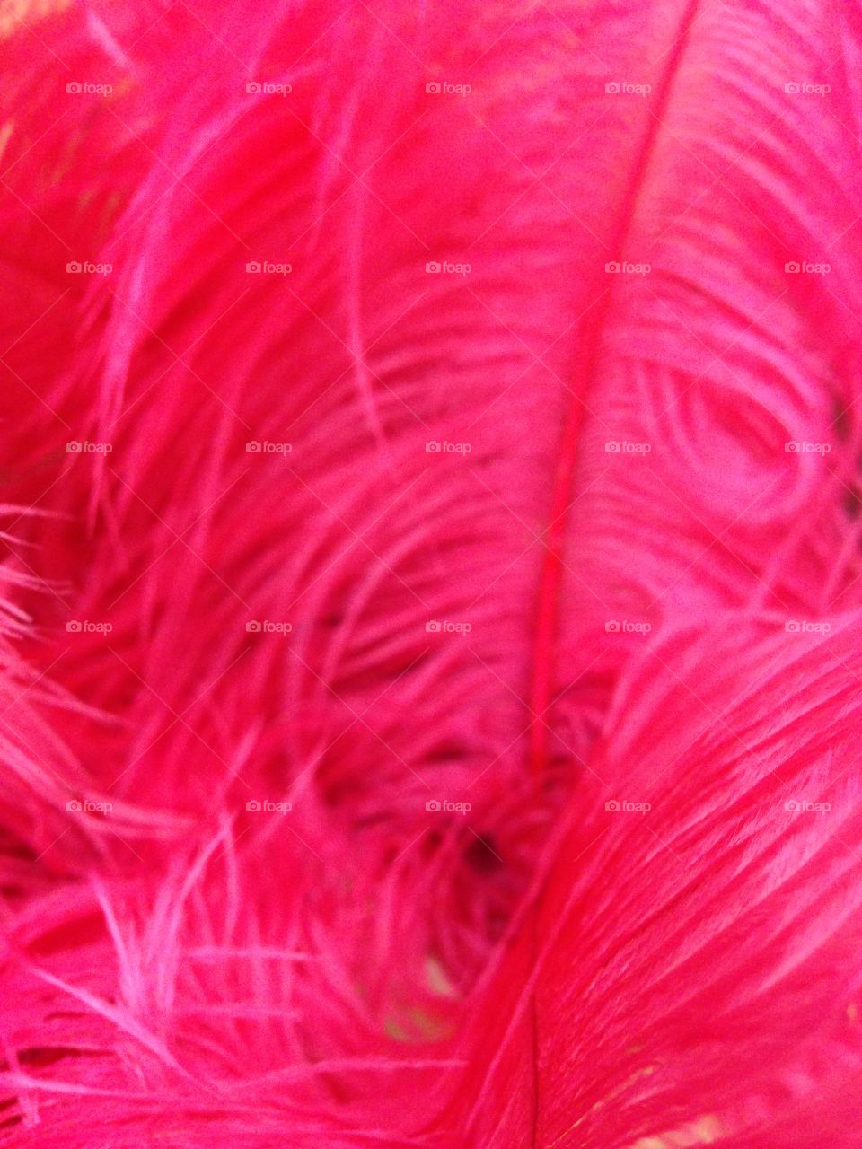 Pink feathers