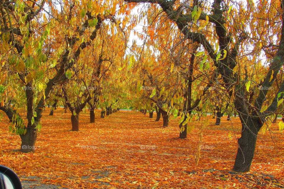 Almond orchard in the fall