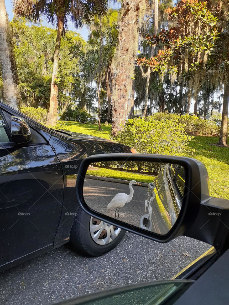 The reflection of a white ibis can be seen in the side view mirror of my car white at Kraft Azalea Park.