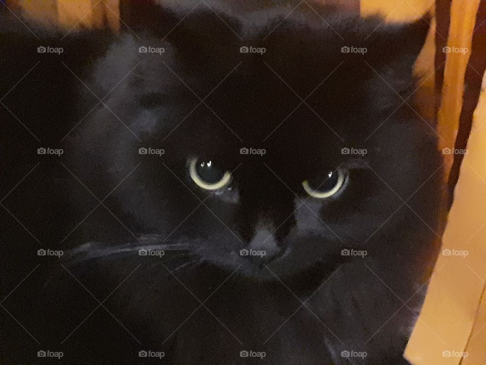 Xena the black house cat