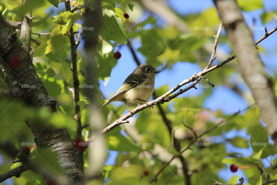ruby crowned kinglet enjoying the fall sunshine