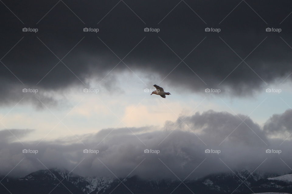 Morning shot of the sea, sky and clouds in a myriad of colours. A seagull is floating on the wind,  illuminated by the sunlight. In this photo the seagull is flying under a dark grey cloud mass and below him is more clouds and a mountain range. 
