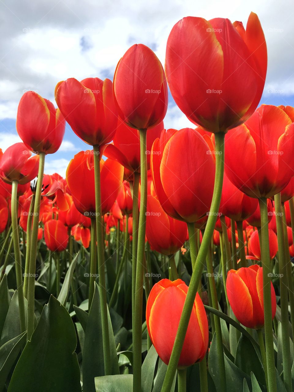 Beautiful red tulip