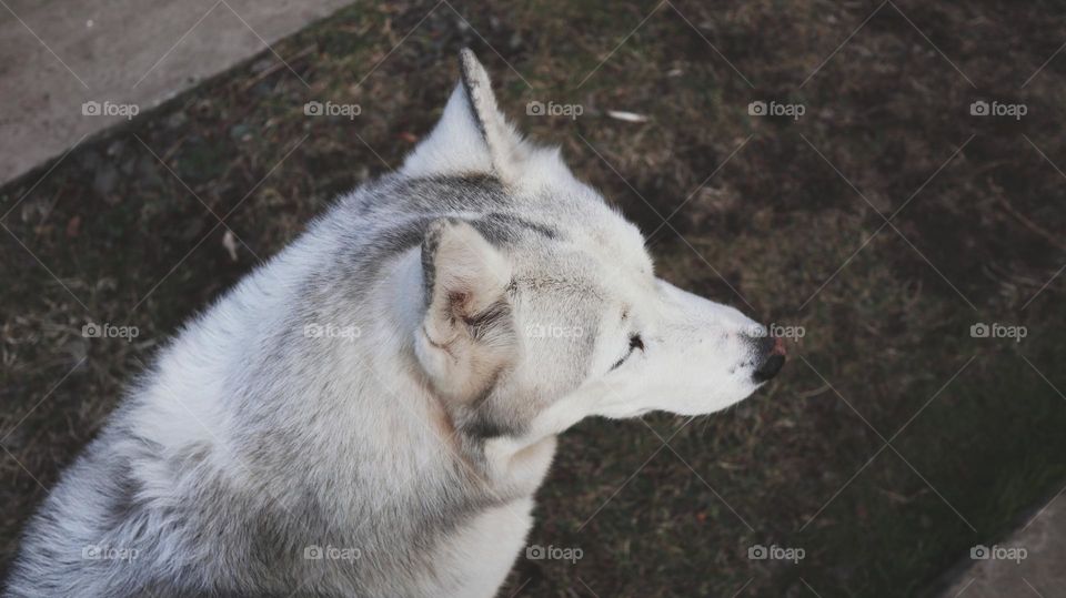 cute husky dog