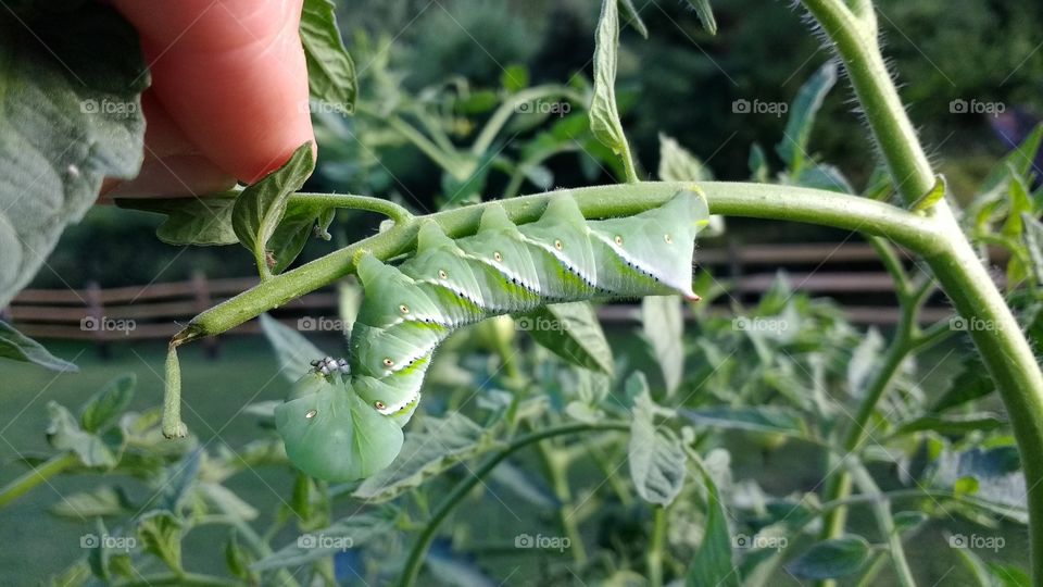 Close-up of green tomato worm