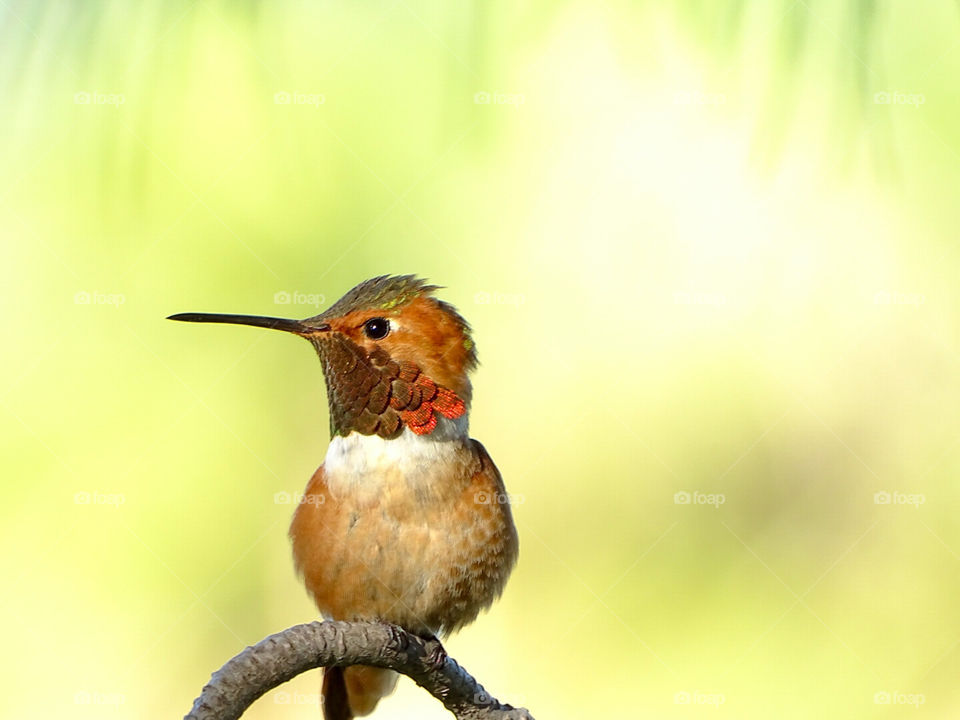Allen Hummingbird being cute