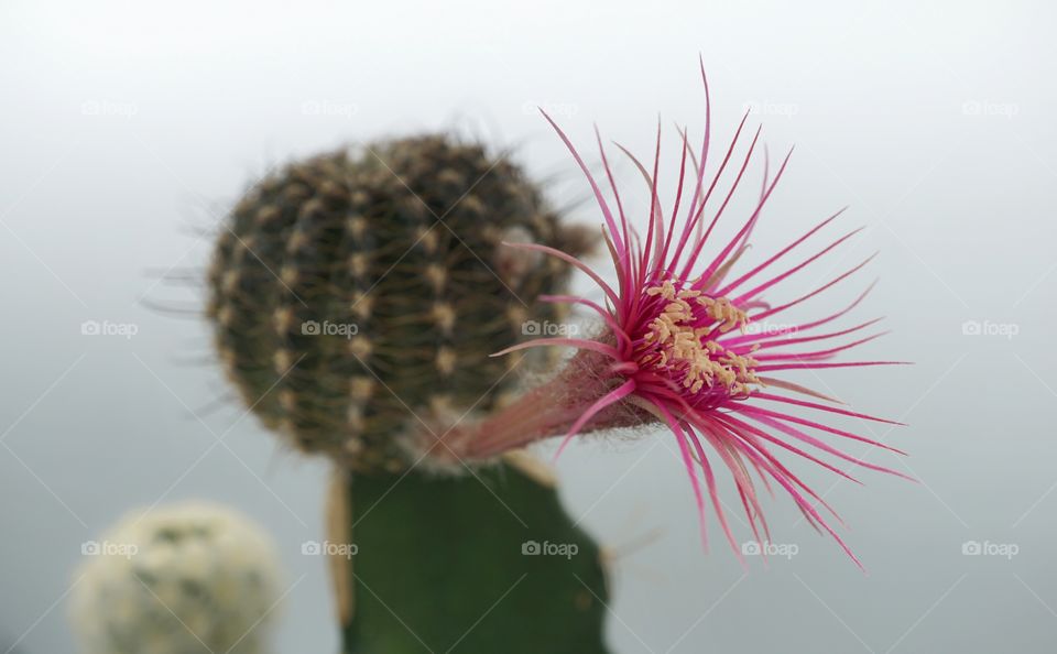 cactus lobivia shin flower