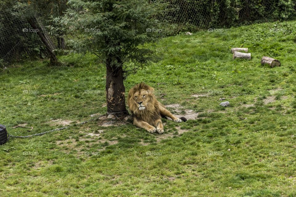 Lion under the tree