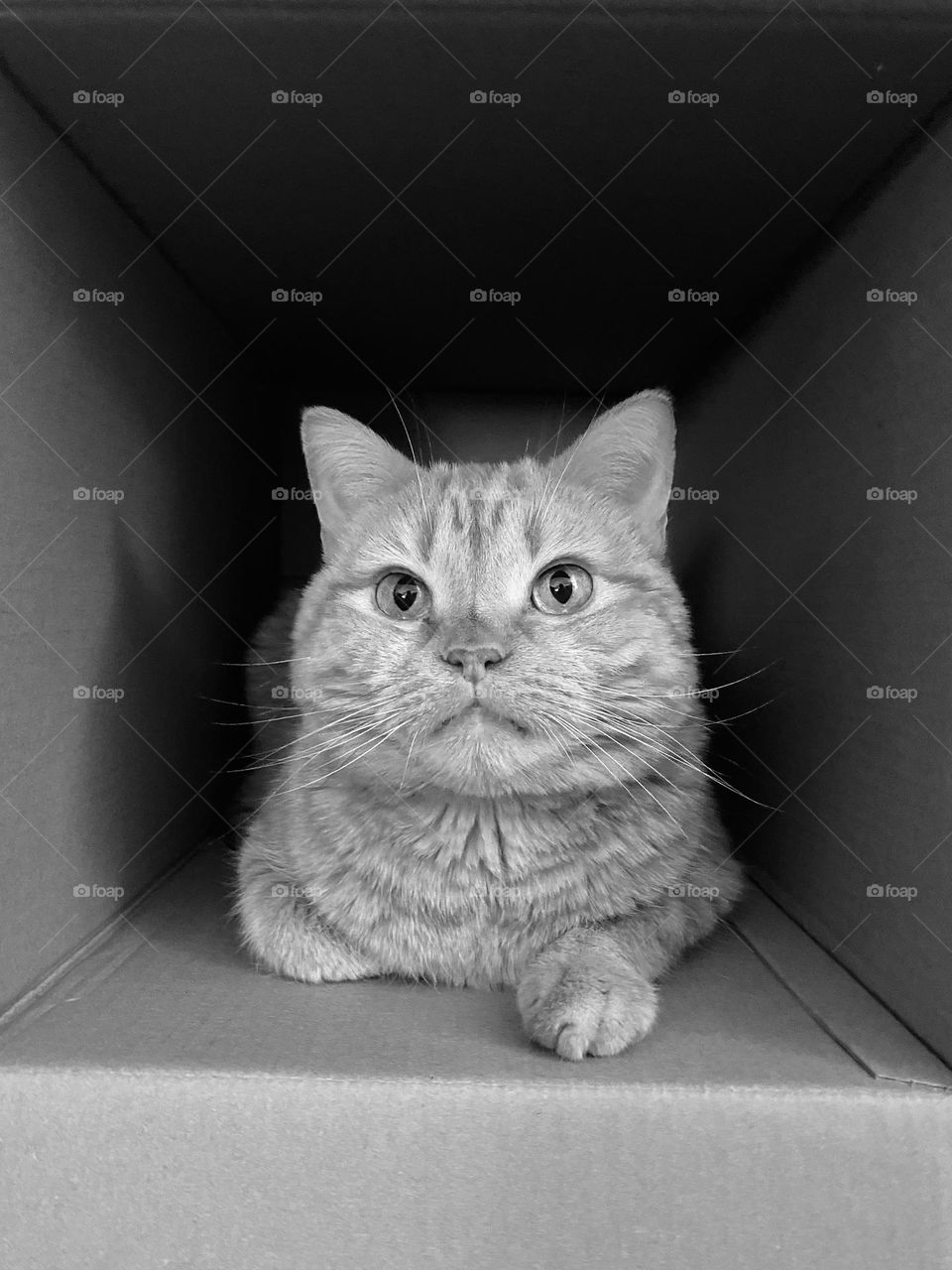 A tabby cat sitting in a cardboard box 