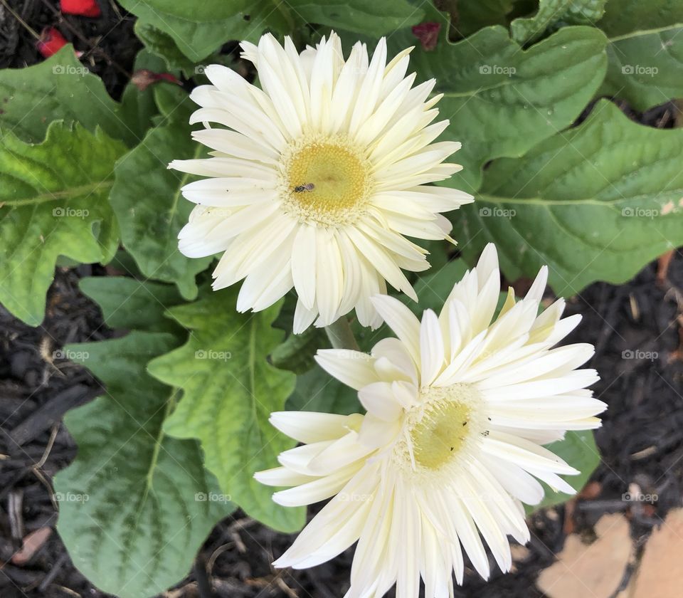 White Gerber daisy 