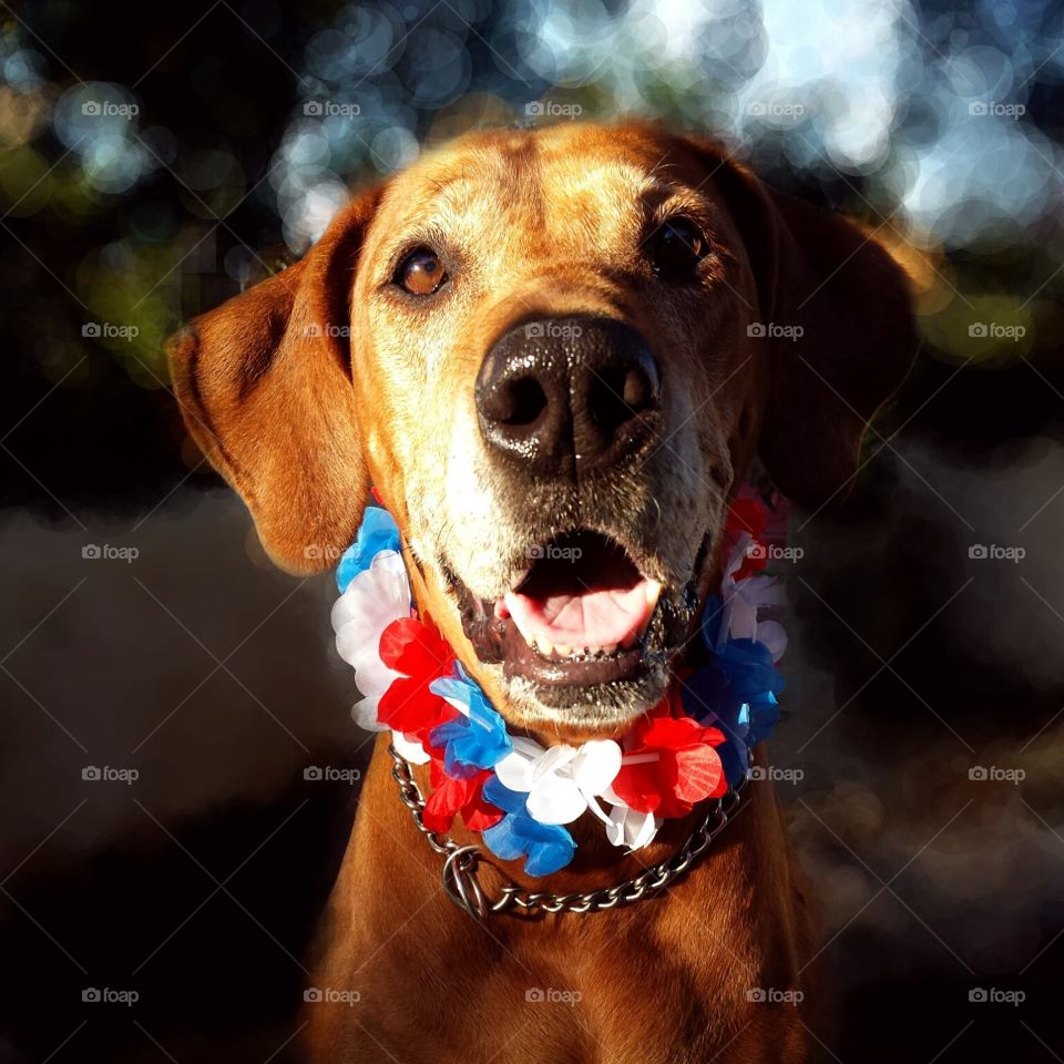 Red, white and blue Rhodesian Ridgeback