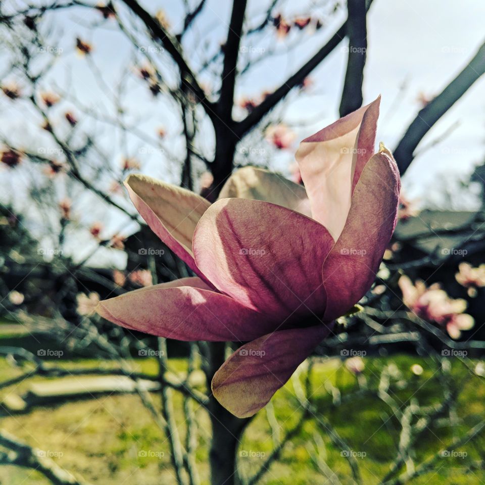 pink magnolia blooming in a neighborhood