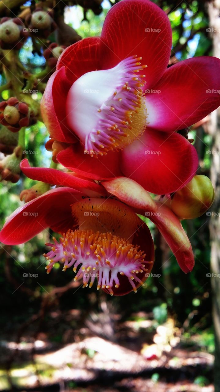 tropical flower. St George Amerindian gardens