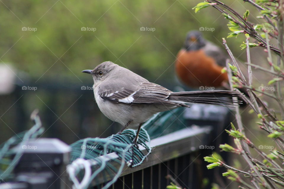 Northern mockingbird on fence with American robin in background 