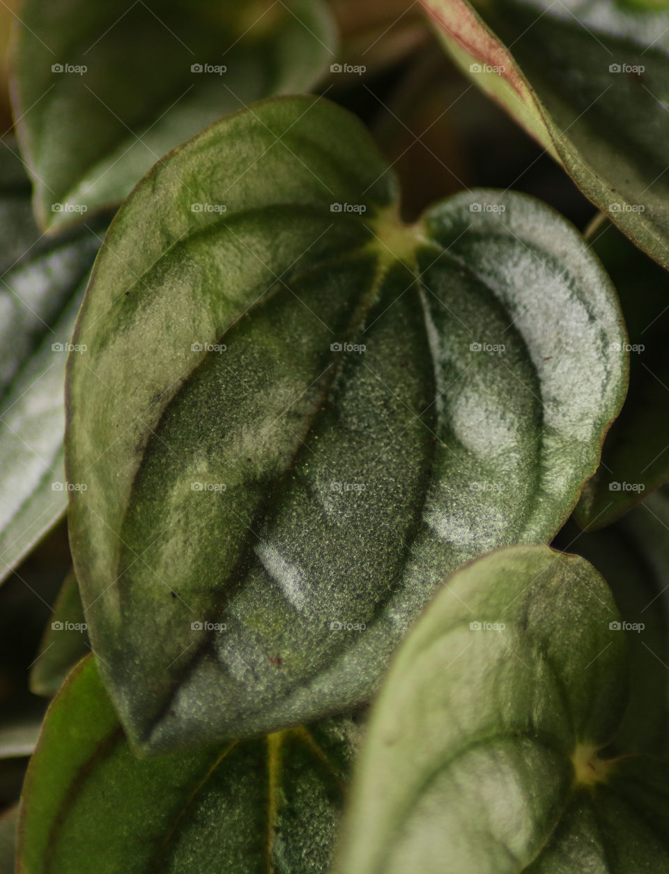Plant Closeup