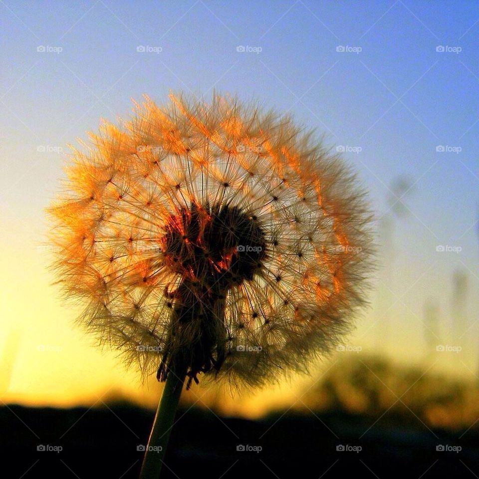 Dandelion HD Spring