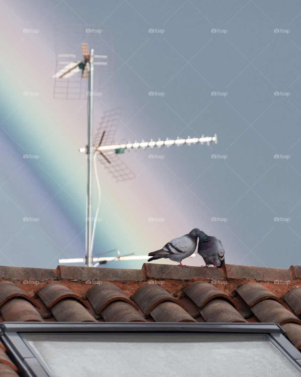 pigeons under the rainbow