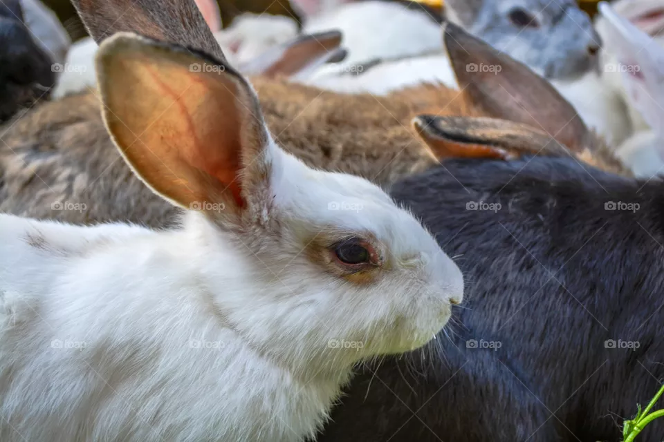 rabbit
