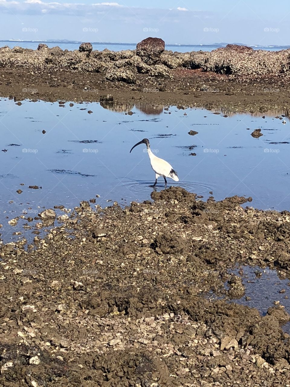 Sea bird