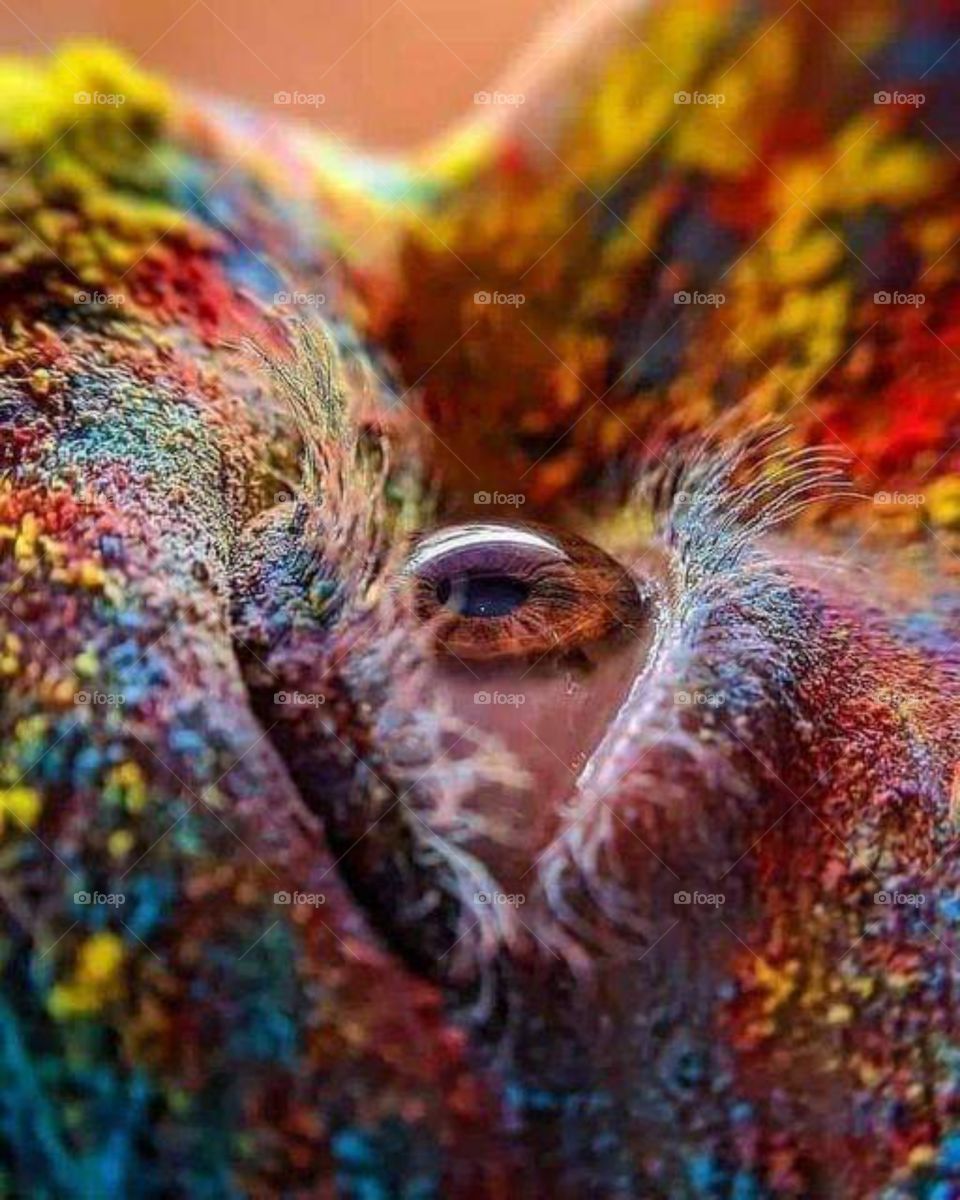 Colourful Eye
