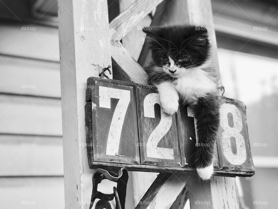 Kitty on her safe spot 😆