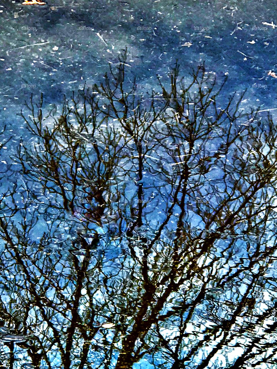 Reflection of tree in puddle of water. 