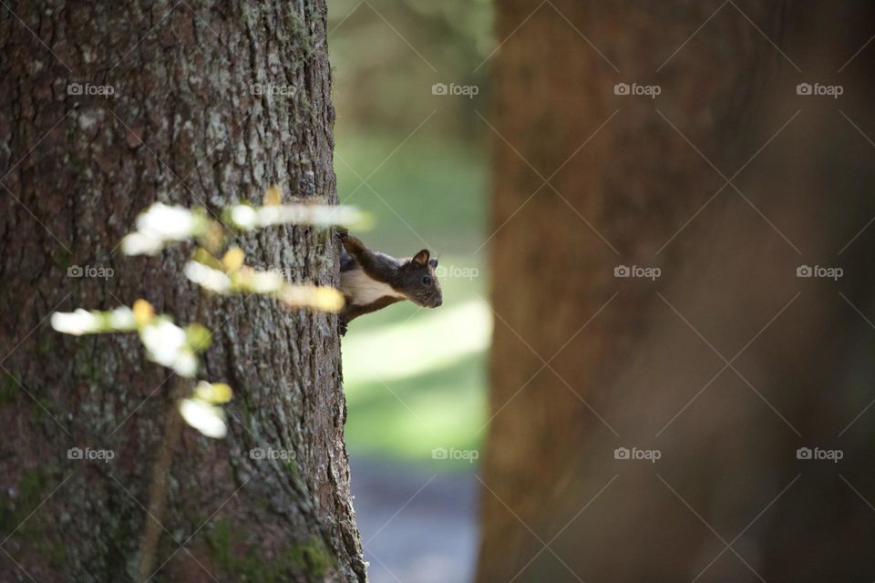 Swuirrel in a tree