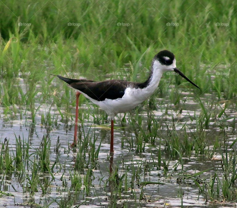 A Stilt in the Marsh