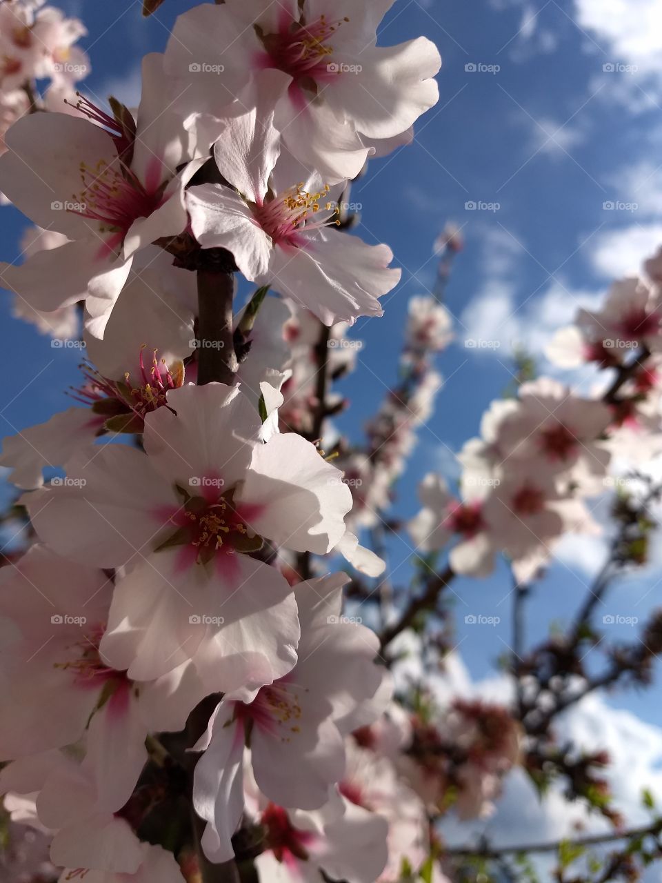 mandelblüte