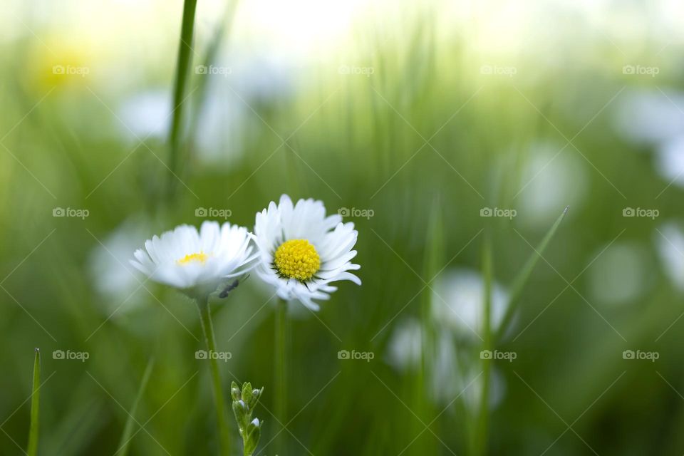 White daisies on the background of a blurry meadow. 