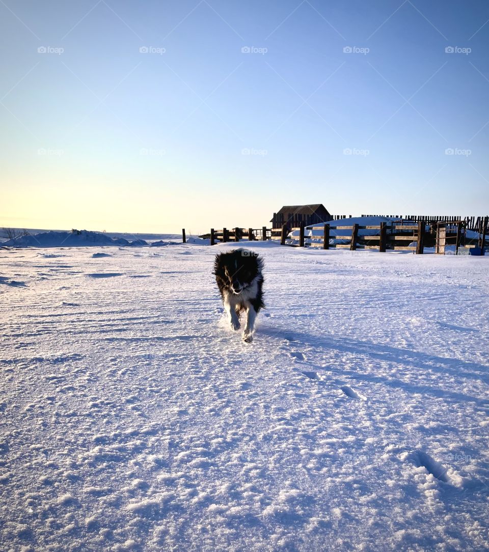 Border Collie 