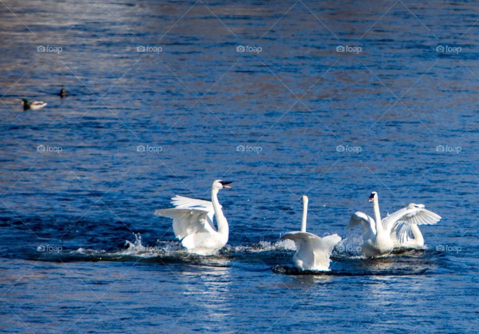 swans