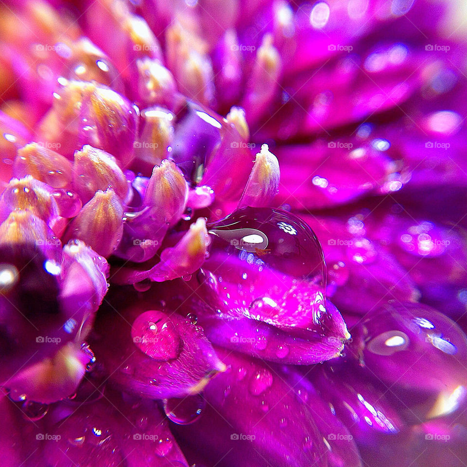 Close up photograph of droplets of dew on a pink Gerbera flower