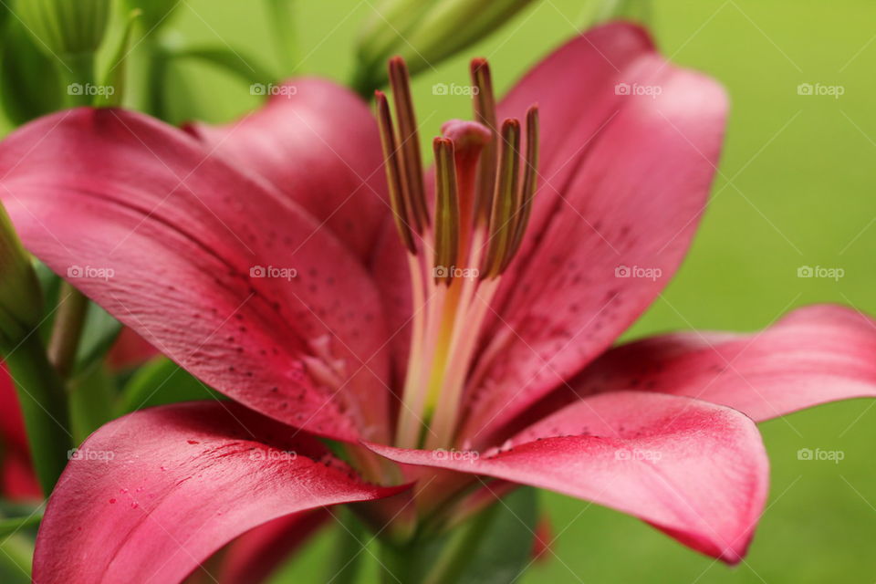 Beautiful red flower