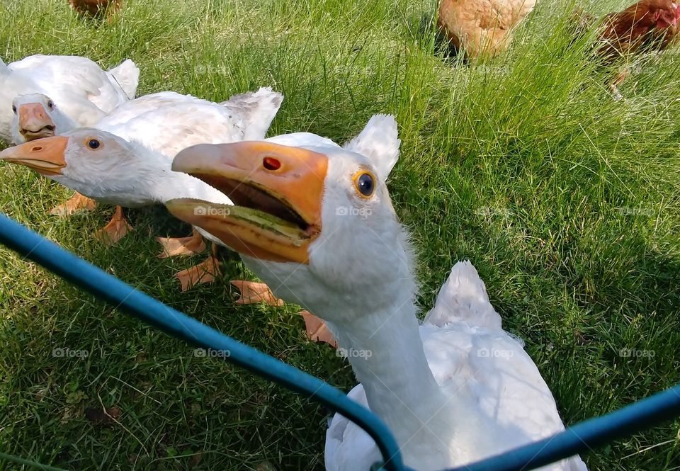 gänse gans ente duck vogel weiß white wiese Gras