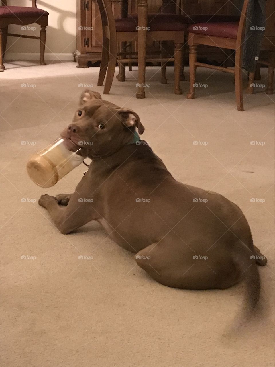 Beautiful dog posing with a jar of peanut butter. 