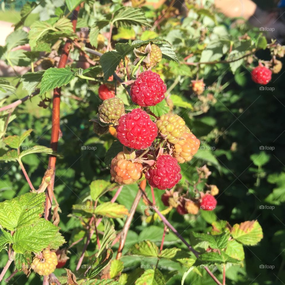 Garden ripe raspberry in summer.