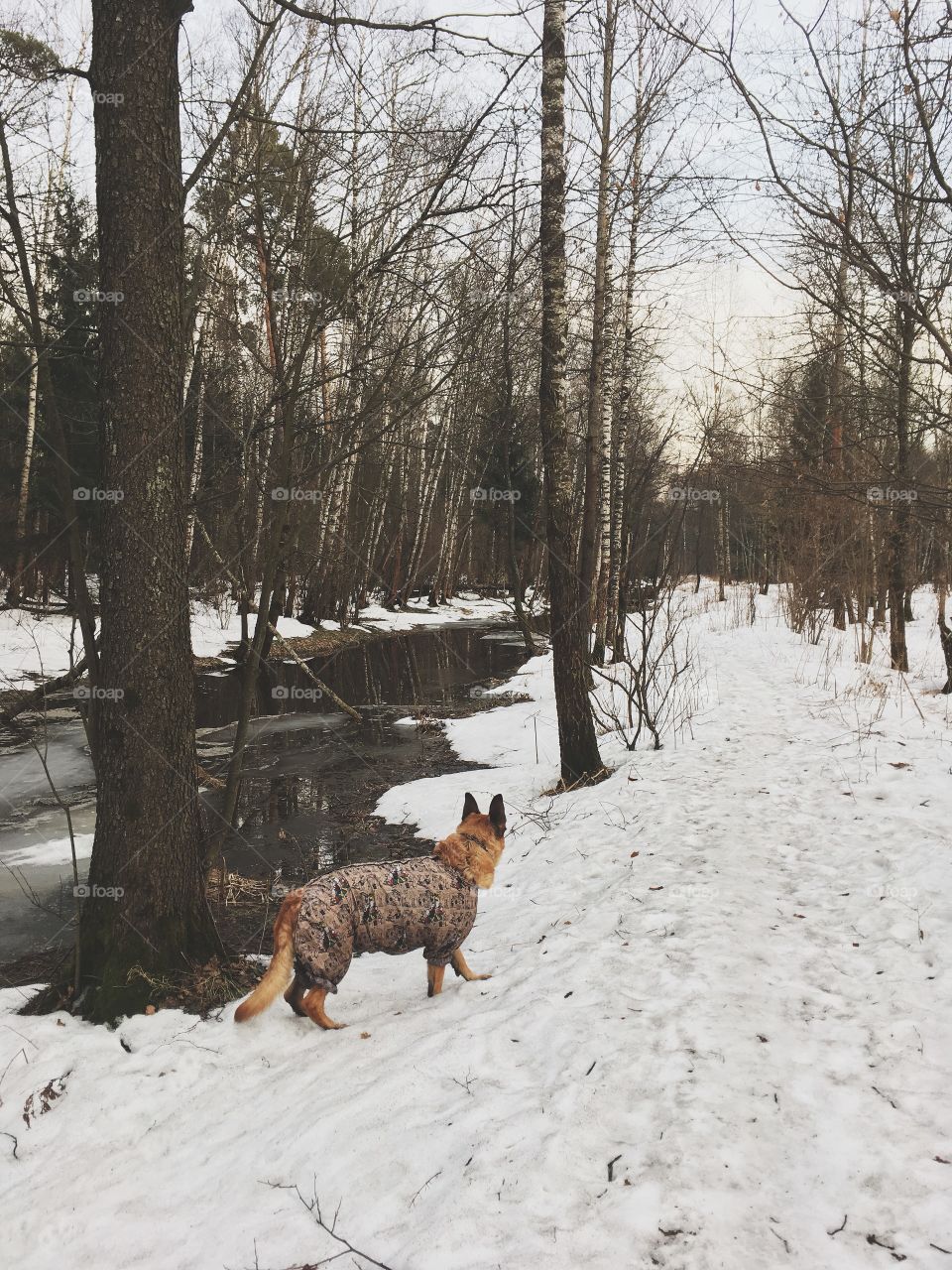 Forest winter dog