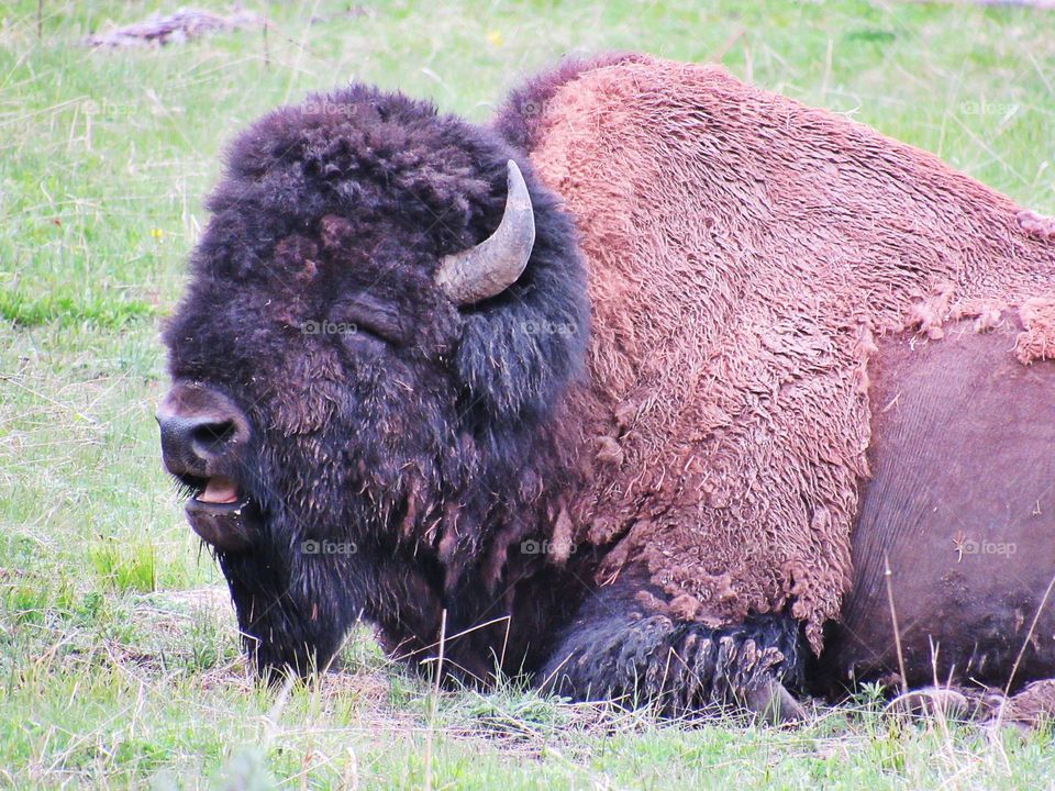 Yellowstone Campsite Buffalo