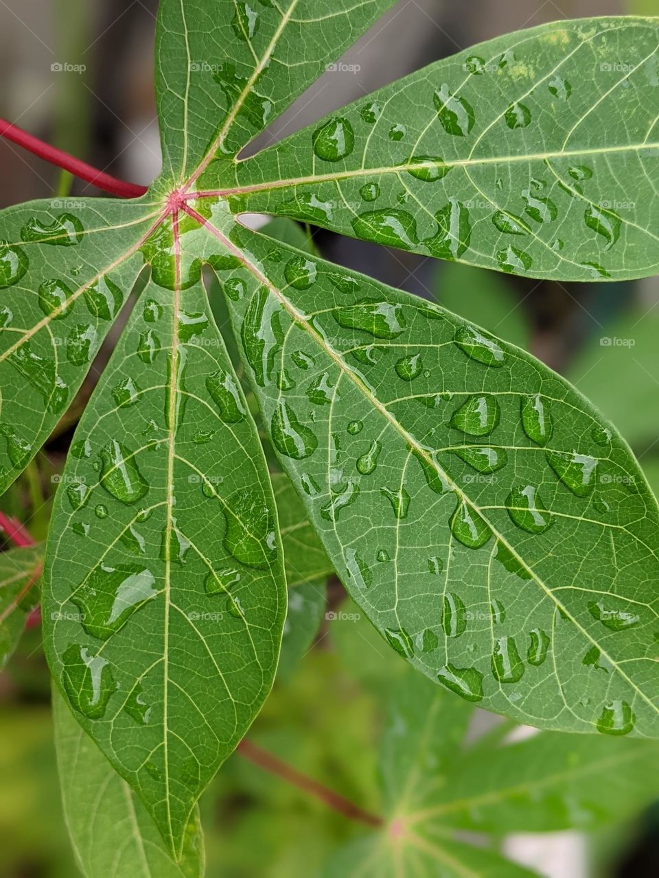 raindrops on cassava leaves🌿💧