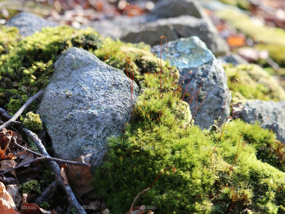 moss covered stone