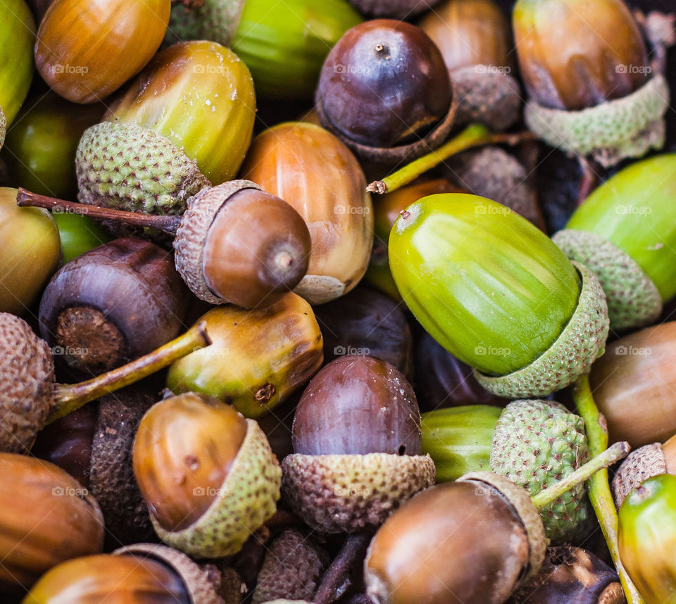 A cluster of acorns in greens, browns and yellows