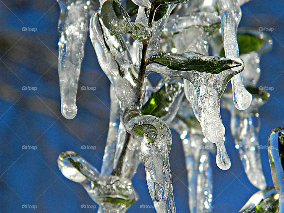 The Signs of winter - Branches and leaves covered by ice