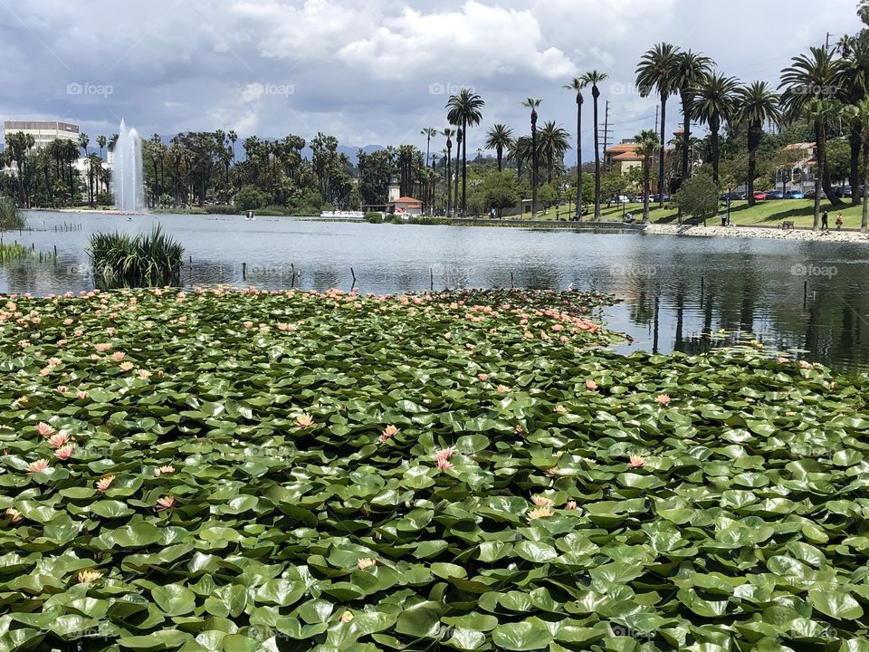 Green lotus summer lake 