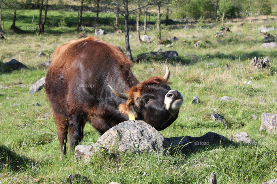 summer animal animals cow by istvan.jakob