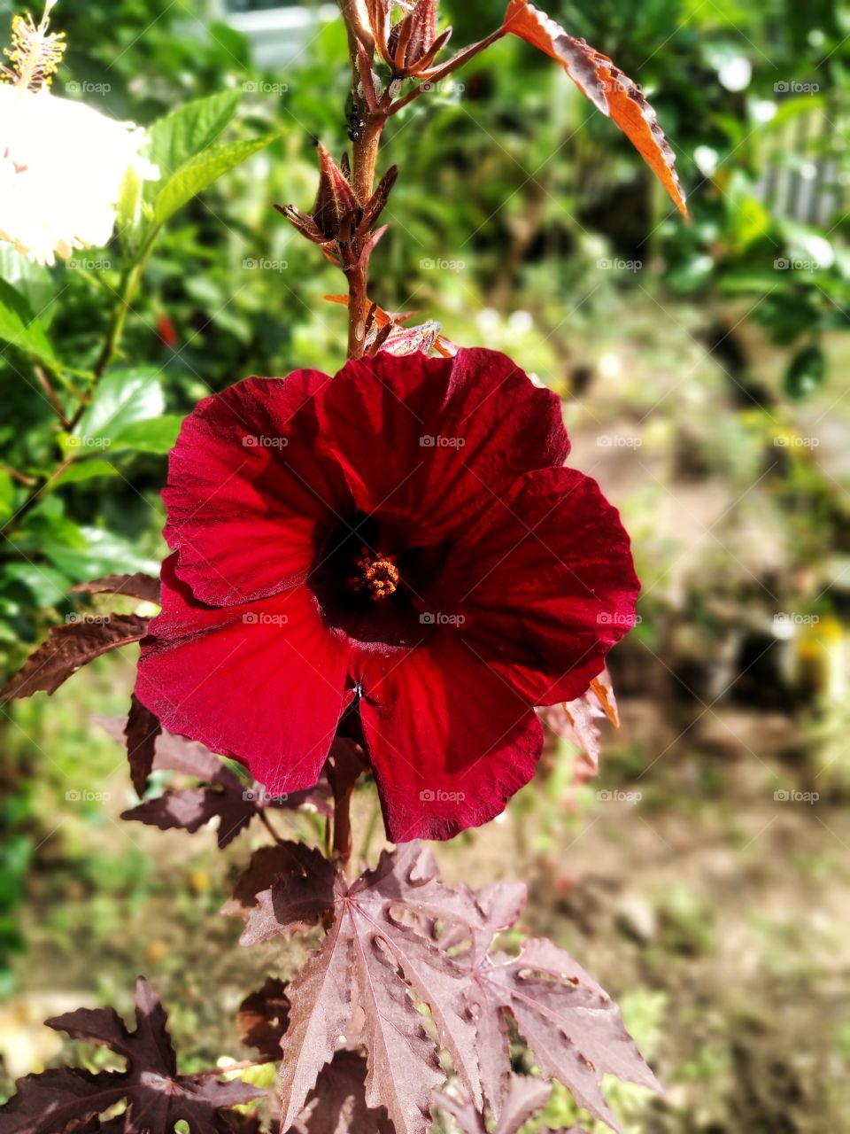 flowers from my garden