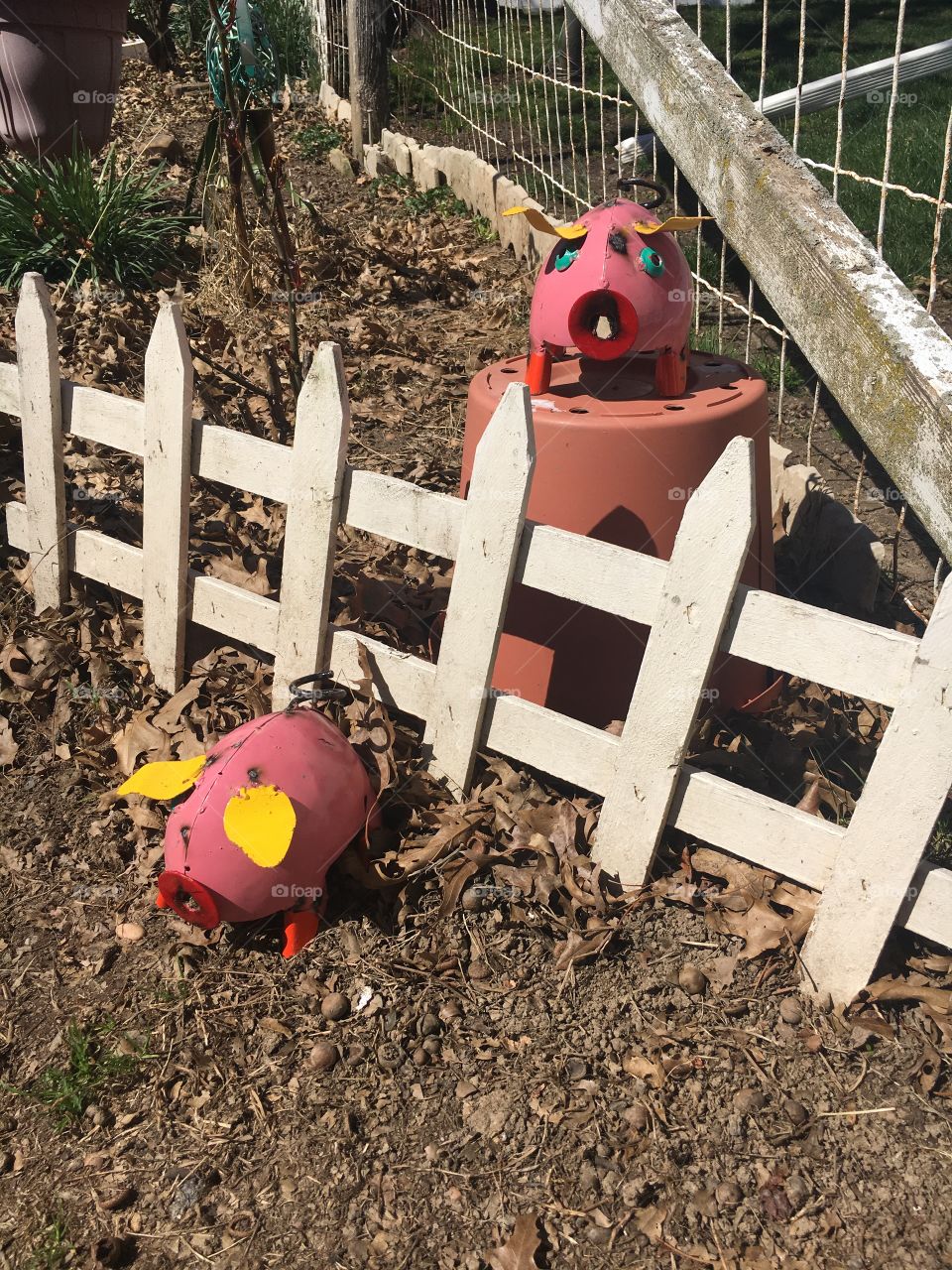 Metal Pigs with whote fence